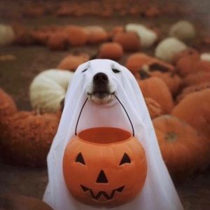 Meet your Posher, Emilio